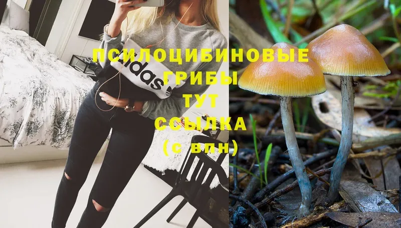 Псилоцибиновые грибы Psilocybe  Миасс 